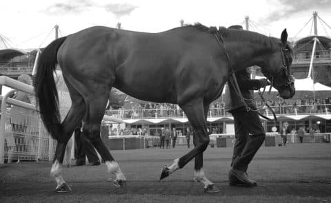 Frankel, pre-parade ring, 2011