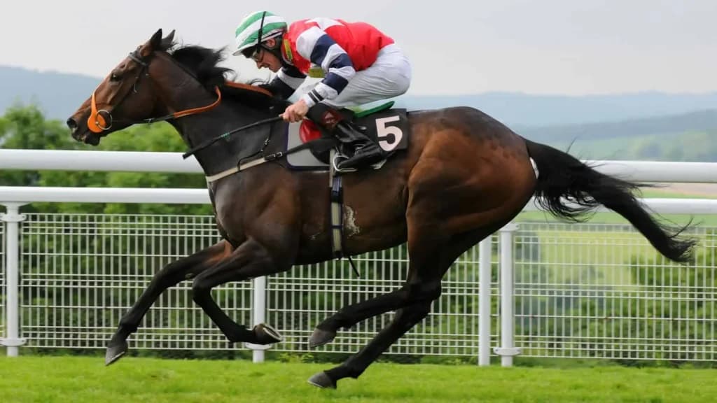 Thursday's Horse Racing Tips: Goodwood, August 1st